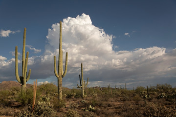 Cactus in Saguaro National Park, Arizona, USA © Dennis Donohue