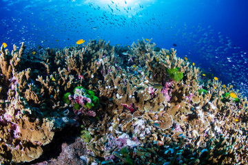 Naklejka na ściany i meble Beautiful, coloful tropical coral reef at sunrise (Similan Islands, Thailand)