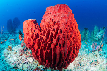 A large Sea Sponge on a deep tropical coral reef