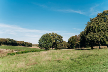 Field, tree and blue sky. Trees in a green field and a beautiful sky.