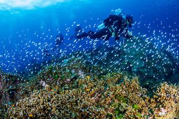 Fototapeta na wymiar Female SCUBA diver surrounded by tropical fish on a coral reef (Similan Islands)
