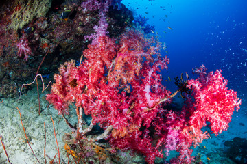 Fototapeta na wymiar Colorful soft corals on a tropical reef