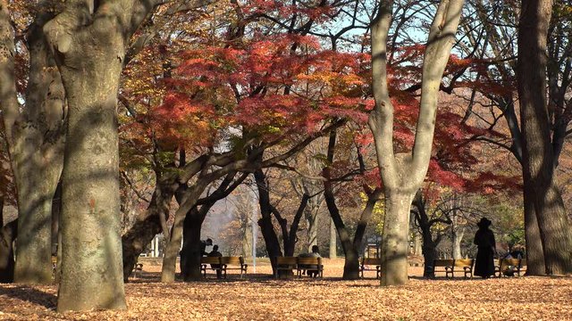 SHIBUYA, TOKYO, JAPAN - DECEMBER 2019 : Colorful autumn leaves or foliage on trees in autumn season. Scenery at Yoyogi park. Japanese season and nature concept.