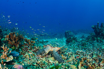 Naklejka na ściany i meble Hawksbill Sea Turtle feeding on a hard coral reef