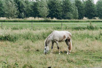 Naklejka na ściany i meble Portrait of a horse in the field in the long grass. Horse grazing in the long grass.