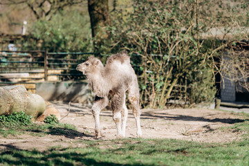 A young two-humped camel walks in the Park in summer. Summer camel walks in the Park.