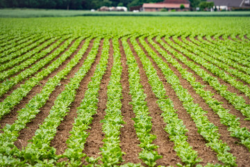 Fototapeta na wymiar Rural vegetable fields. Lettuce, beetroot, spinach. Beautiful rural fields.