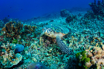 Hawksbill Sea Turtle feeding on a hard coral reef