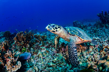 Fototapeta na wymiar Hawksbill Sea Turtle feeding on a hard coral reef