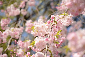 日本の春 桜 Cherry Blossom