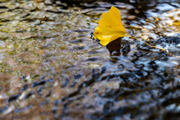 A single yellow ginko leaf floating on the  running water surface in Japanese garden.