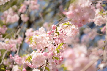日本の春 桜 Cherry Blossom