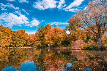 Autumn landscape. Autumn tree leaves