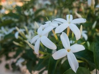 Fototapeta premium Flowers of white jasmine. Jasminum polyanthum flowers