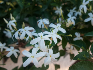 Obraz na płótnie Canvas Flowers of white jasmine. Jasminum polyanthum flowers