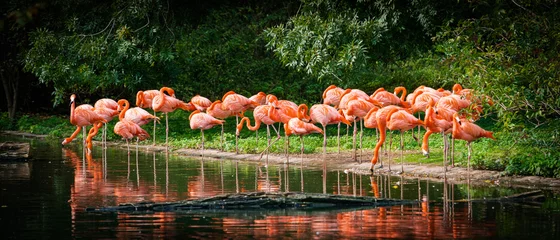 Poster flamingo die in water staat met reflectie © EwaStudio