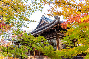 Japanese wooden building as a tea house in a garden during autumn with colorful maple leaves