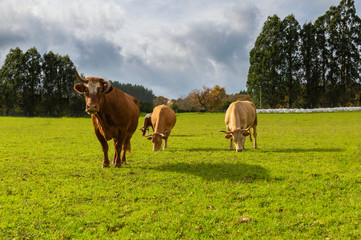 Vaca rubia gallega en un prado.