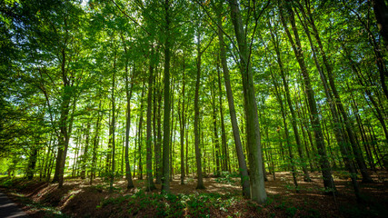 Fototapeta na wymiar forest trees. nature green wood