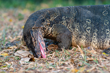 uvenile Asian water monitor (Varanus salvator), also called common water monitor in Lumpini Park in Bangkok, Thailand.