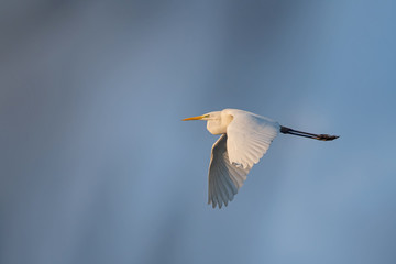 Great White Heron - Casmerodius albus, Greece 