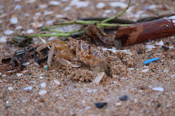 Ghost crab on beach.Crab sand beach close up. Cute crab on sand beach. Sand beach crab looking