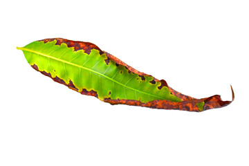 Green mango leaf is going turn brown isolated on white background