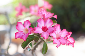 Fototapeta premium Pink desert rose, mock azalea, pinkbignonia or impala lily flowers bloom in the garden on blur nature background.