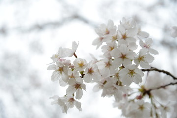 日本の春 桜 Cherry Blossom