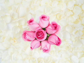 Fototapeta na wymiar Pink roses isolated on white background