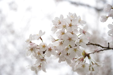 日本の春 桜 Cherry Blossom