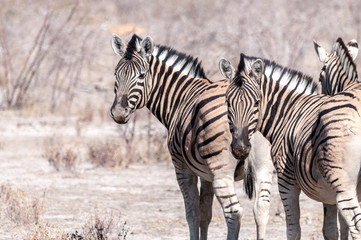 A group of Burchell's Plains zebra -Equus quagga burchelli- standing close to each other on the plains of Etosha National Park, Namibia.