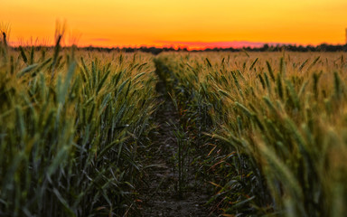 sunset over wheat field