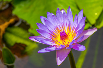 A beautiful purple yellow lotus or water lily, Sir Seewoosagur Ramgoolam Botanical Garden, Mauritius.