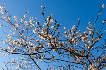 small flower and blue sky.
