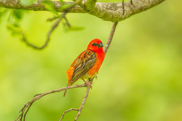 Bright Red Fody (Foudia madagascariensis) on a tree branch on natural blurred background, Mauritius island.