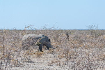 One out of a group of four white Rhinoceros -Ceratotherium simum- standing on a barren plain in Etosha National Park, Namibia.