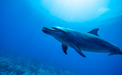 polynesian dolphins