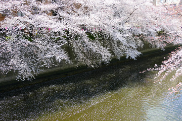 目黒川沿いの桜。目黒　東京　日本。４月上旬。