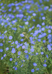 Blue flowers of oil flax