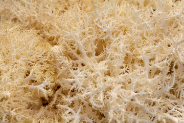 Hericium mushroom closeup