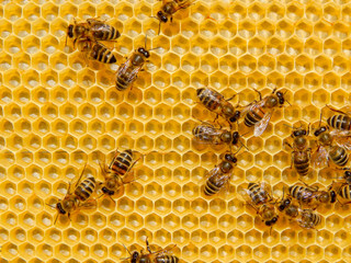 bee on honeycombs with honey slices nectar into cells.