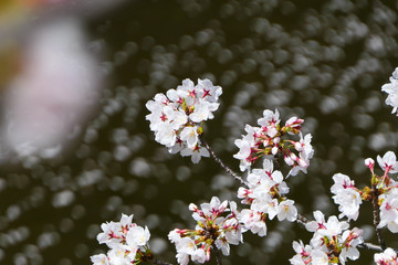 目黒川の桜。目黒　東京　日本。４月上旬。