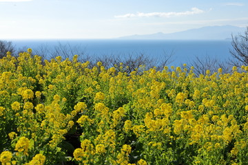 菜の花の風景