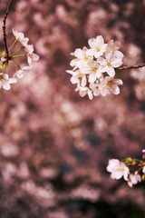 夜景に浮かぶ桜