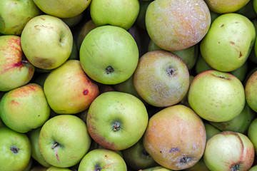 Seasonal fruits are placed in boxes in the grocery store.
