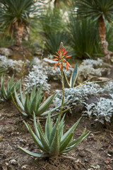 Botanical garden of the city of Sochi