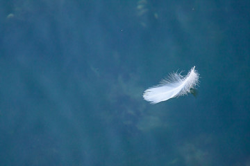 Delicate white feather on a calm surface of water with reflection of  the sky and clouds