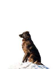 dog sitting in the snow isolated on a white background