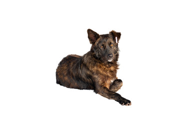 Castrated dog with a number in the ear isolated on a white background.